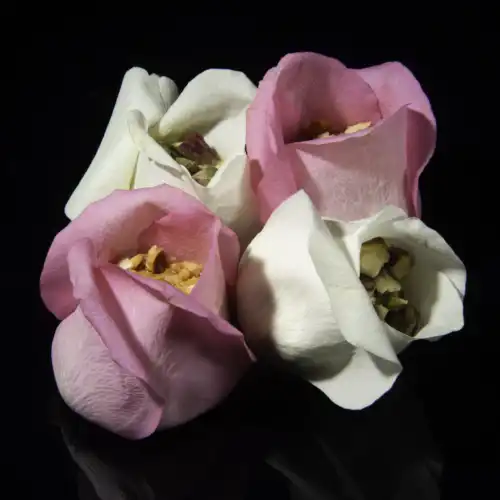 Mac Rose