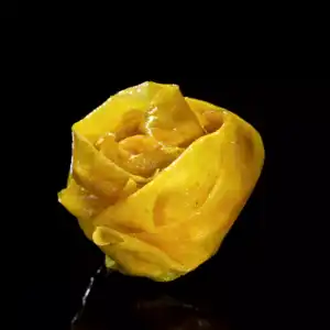 Bouton de rose